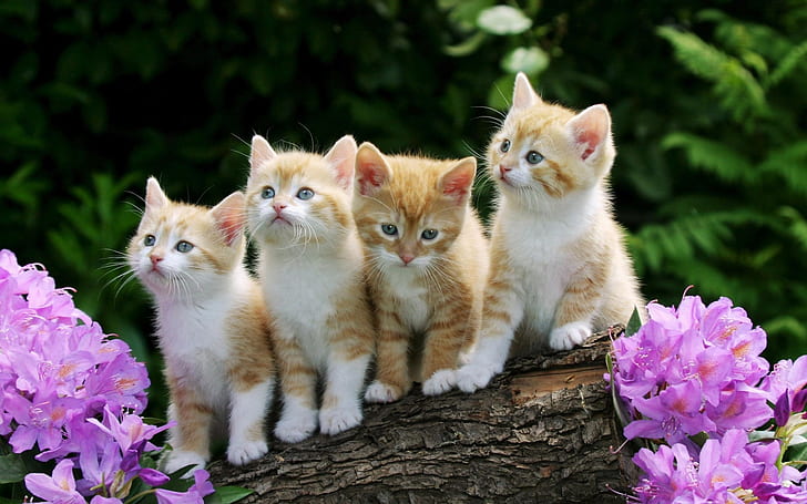 Cute kittens, furry, flowers, HD wallpaper