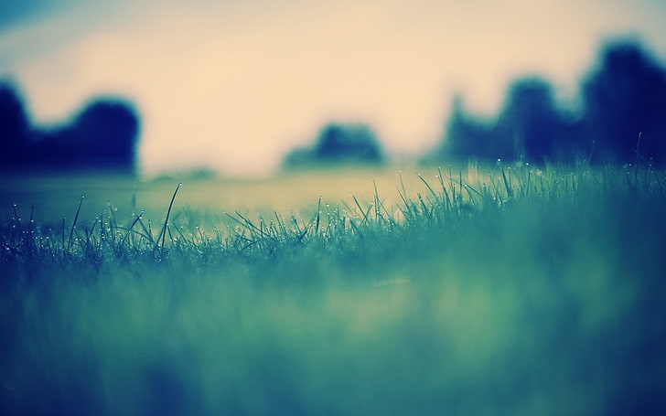 green leafed grass in close-up photography, selective focus photography of green grass