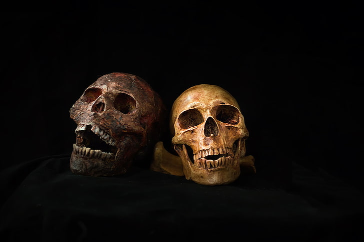 dark, bones, skull, human skeleton, black background, human skull, HD wallpaper