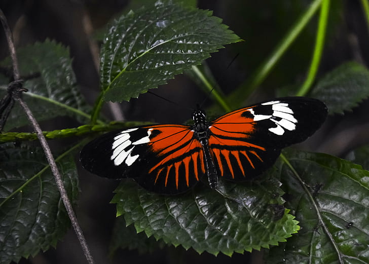 orange and black butterfly on green leaf plant, madeira, butterfly, madeira, HD wallpaper