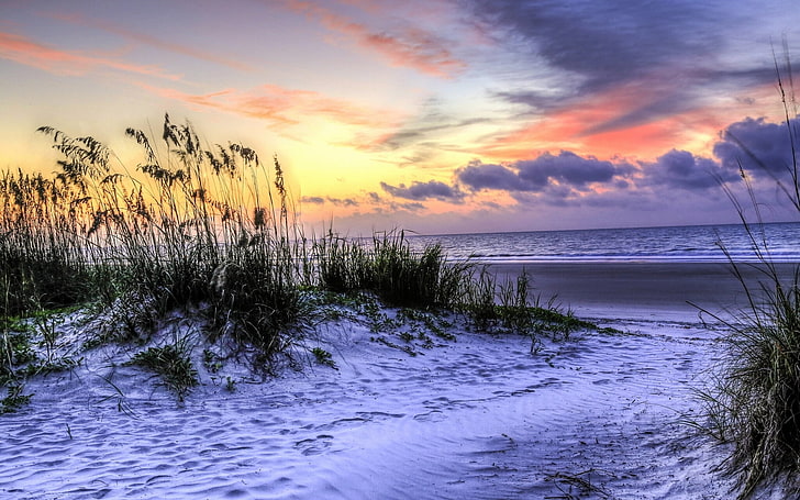 gray grass, beach, sunset, coast, South Carolina, The Atlantic ocean