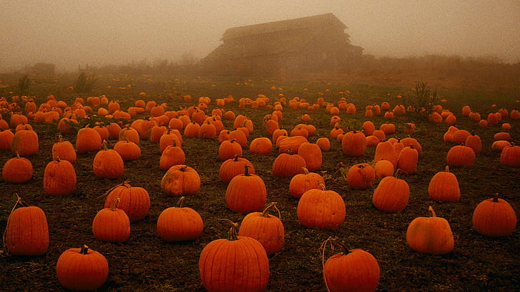 pumpkin, field, fall, plants, spooky