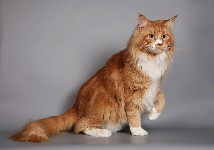 orange maine coon, cat, fluffy, thick, pets, animal, domestic Cat, HD wallpaper