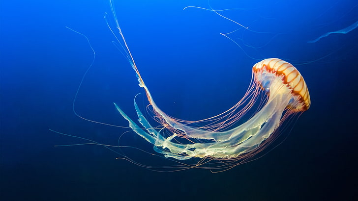 Jellyfish, underwater, medusa, orange, ocean, jeffrey hamilton