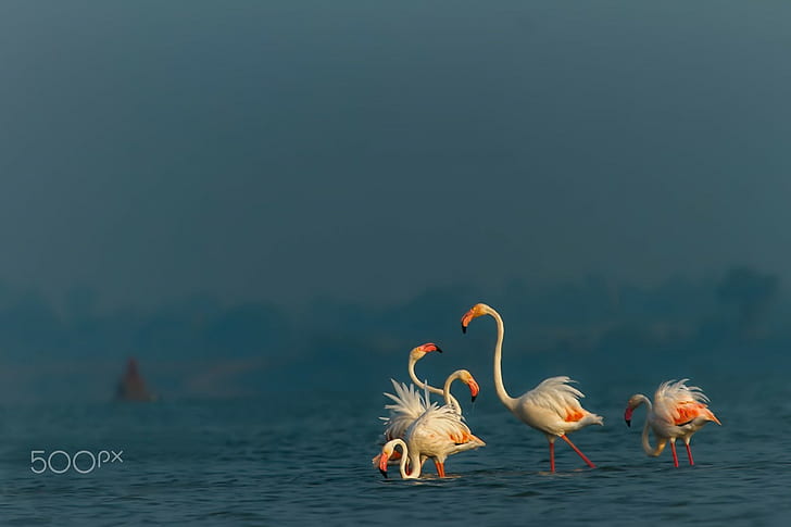 photography, animals, birds, flamingos, HD wallpaper