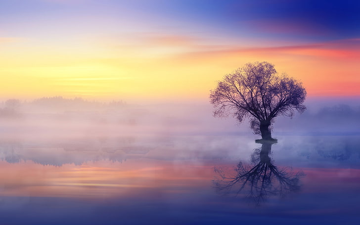 nature, sky, trees, mist, plant, tranquility, sunset, reflection, HD wallpaper