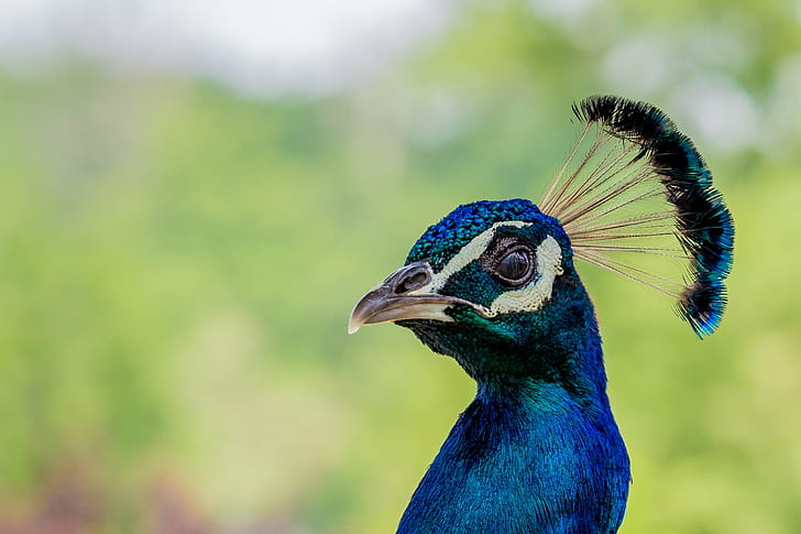 focus photo of Peacock, nice, nice, bird, nature, animal, feather, HD wallpaper