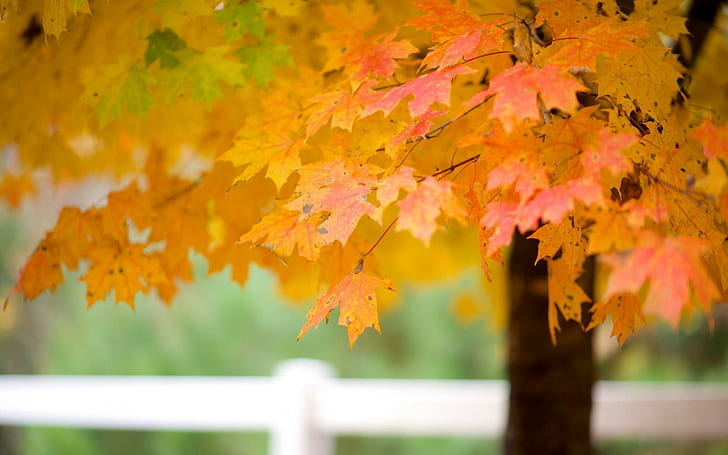 Tree Maple Leaves Autumn Nature, maple tree, HD wallpaper