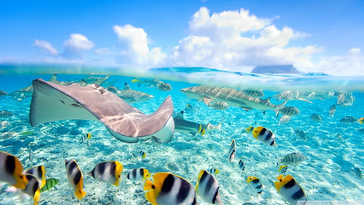 gray stingray and shark, fish, sea, split view, Bora Bora, water, HD wallpaper