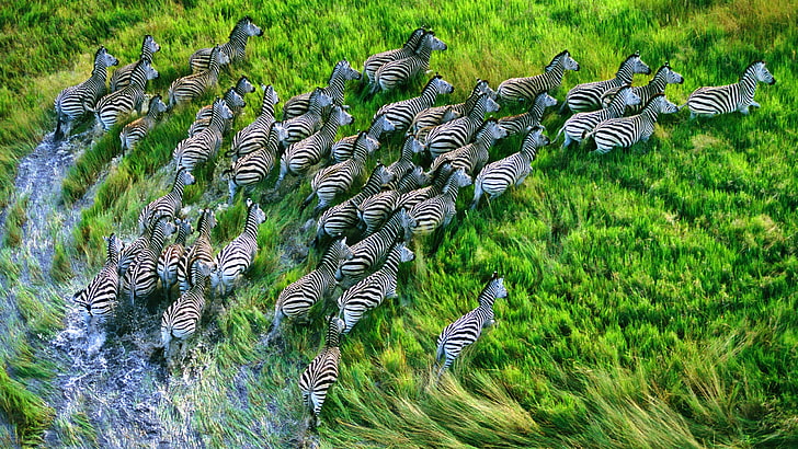 Nature zebras animals running 1080P, 2K, 4K, 5K HD wallpapers free download  | Wallpaper Flare