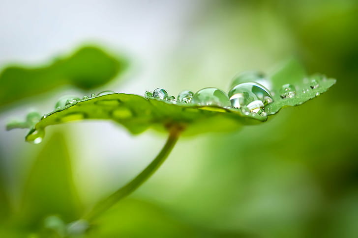 green leaf with water dew, small, drops, Micro, Nikkor, 105mm, HD wallpaper