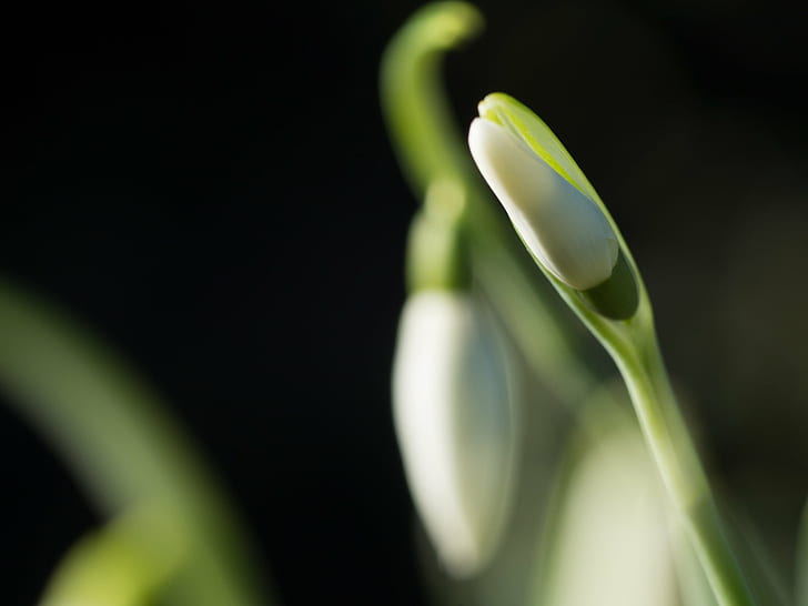 Spring Snowflake flower bud close-up photo, promise, buds, macro, HD wallpaper