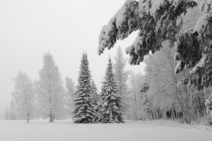landscape photography of pine trees covered with snow, nature