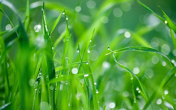 Green grass after rain, HD wallpaper