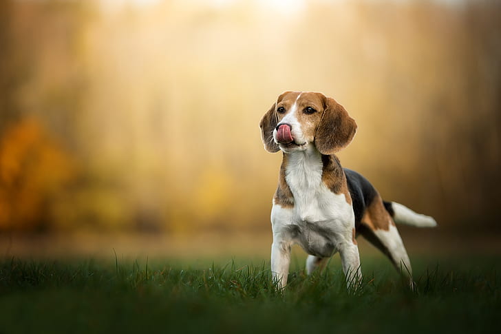 HD wallpaper: grass, dog, puppy, bokeh, Beagle | Wallpaper Flare