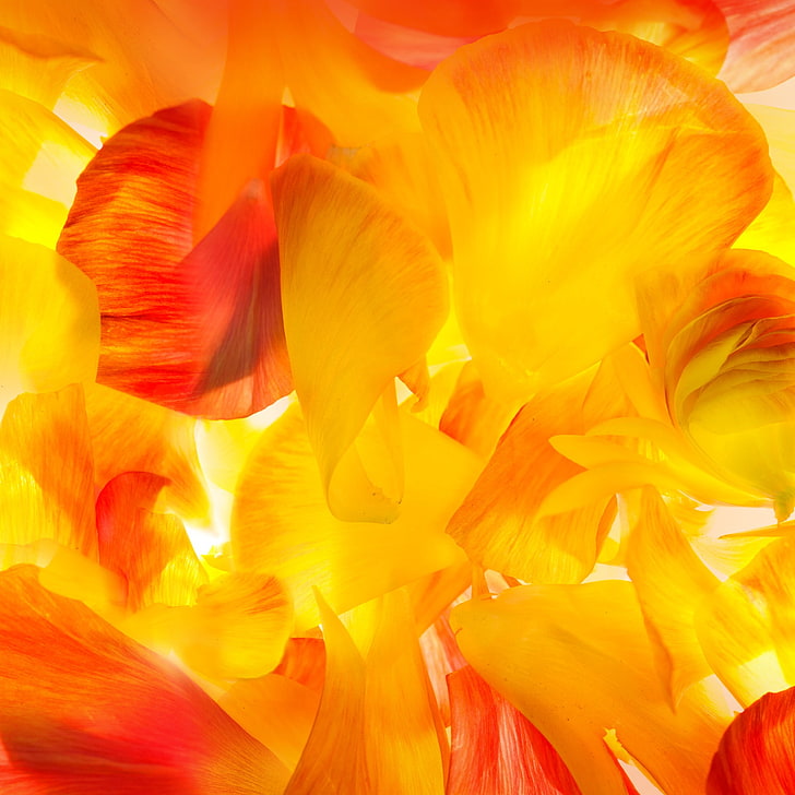 HD wallpaper: yellow and orange flower petals, Samsung, Galaxy S5, Android  Wallpaper | Wallpaper Flare