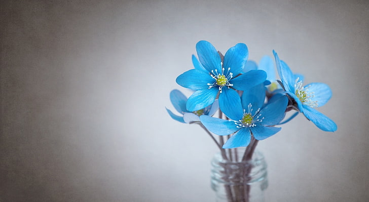 Small Blue Flowers, blue hepatica flowers, Cute, cutflowers, HepaticaTriloba, HD wallpaper