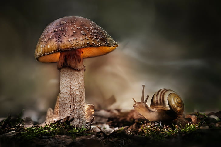 HDR, macro, mushroom, snail, HD wallpaper