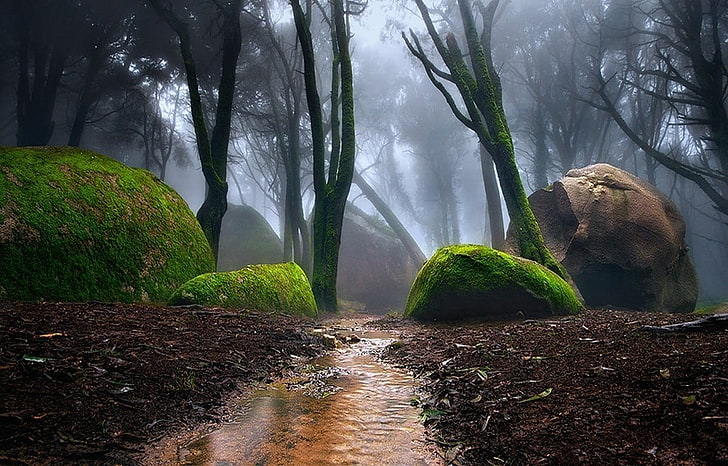 brown stone fragment, nature, landscape, Portugal, forest, mist, HD wallpaper