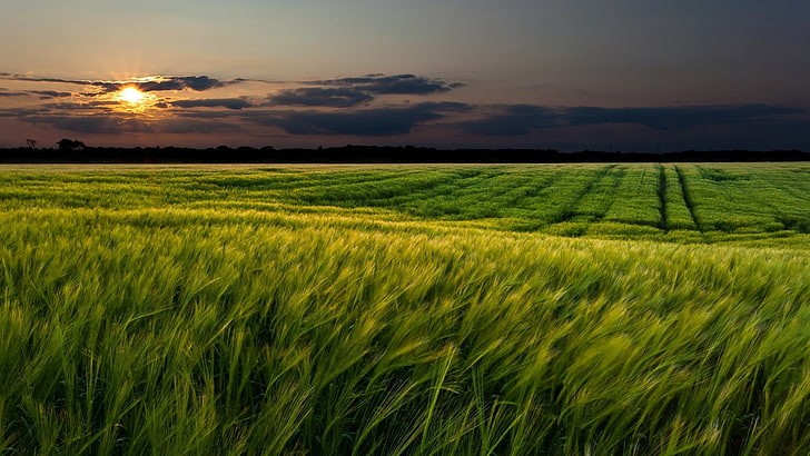 green grass field, landscape, sunlight, agriculture, sky, rural scene, HD wallpaper