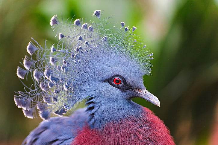 HD wallpaper: gray and red bird, crowned pigeon, feathers, beautiful, head  | Wallpaper Flare