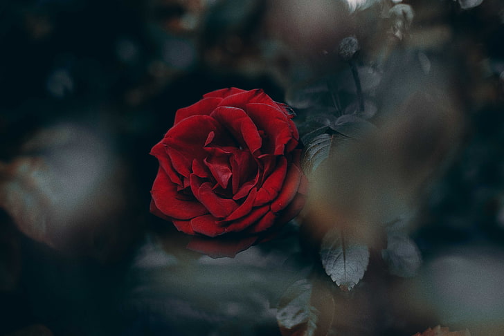red rose, blur, bud, rose - Flower, nature, petal, backgrounds