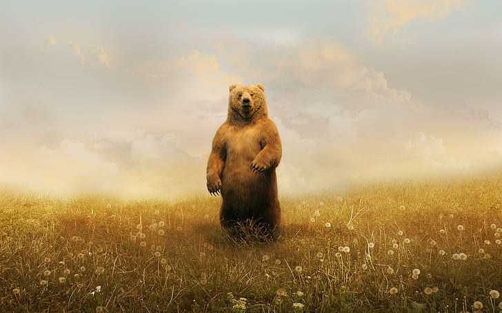 HD wallpaper: Bear standing up, brown bear on flower field illustration,  animals | Wallpaper Flare