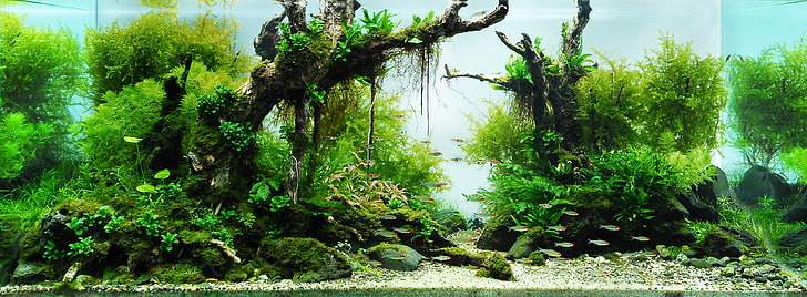aquarium 3493x1286  Nature Forests HD Art, HD wallpaper