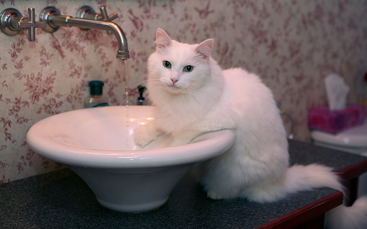 blanco, gato, lavabo, HD wallpaper