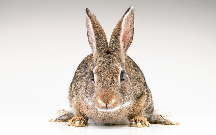 brown rabbit, hare, ears, rabbit - Animal, pets, mammal, cute, HD wallpaper
