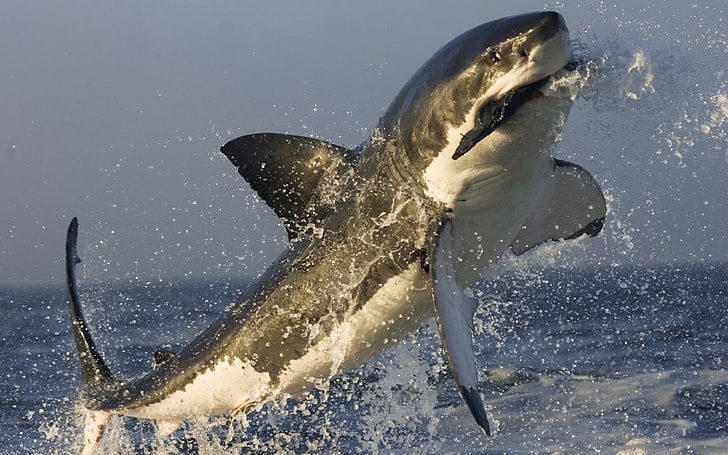 great white shark, fish, catch, jump, splash, sea, animal, nature, HD wallpaper