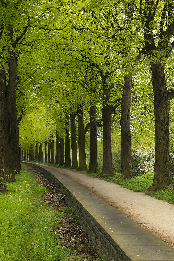 grey concrete road in between green trees, Green tunnel, Spring