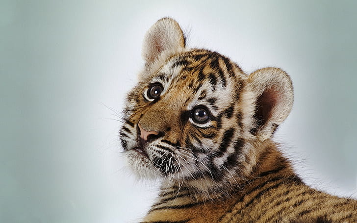 animals, baby animals, cat, tiger, simple background, wild cat, HD wallpaper