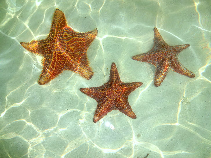 HD wallpaper: bokeh, fish, ocean, sea, sealife, starfish, water, shape,  star shape | Wallpaper Flare