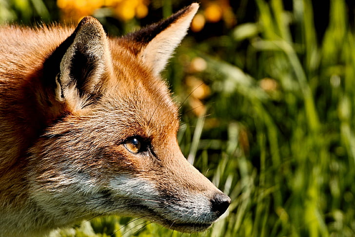 brown fox, fox, animal, red Fox, wildlife, mammal, carnivore, HD wallpaper