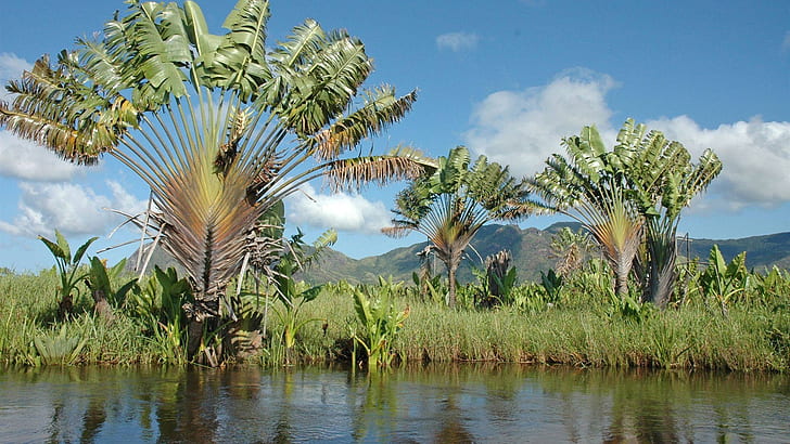 Ravinala palm trees, river, Madagascar, HD wallpaper