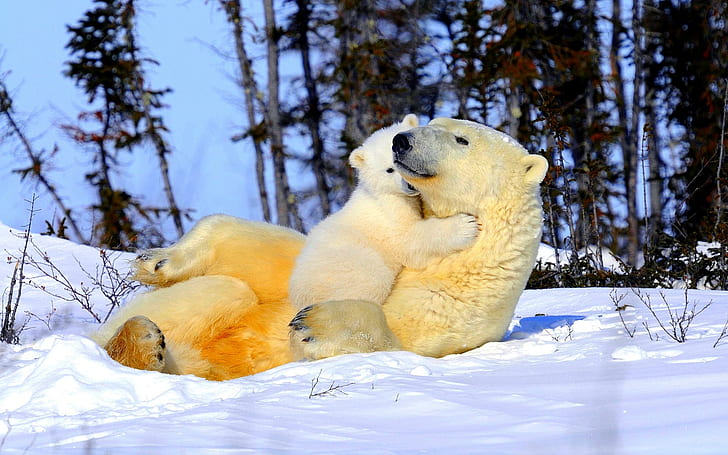 Mama Love You 'beary' Much!, playing, polar, snow, animals, HD wallpaper