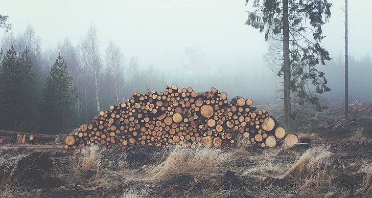 firewood cord, mist, photography, nature, landscape, log, trees, HD wallpaper