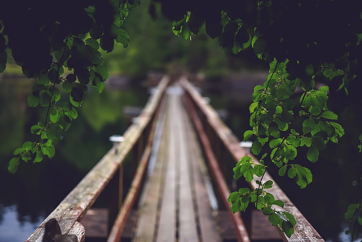 brown bridge, depth of field, nature, green, plants, leaves, leaf, HD wallpaper