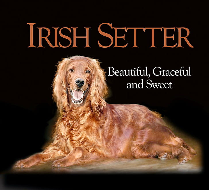 dog, dogs, irish, setter, HD wallpaper