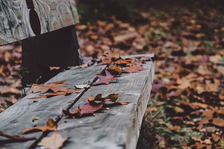 green leaf lot, nature, fall, bench, leaves, fallen leaves, autumn, HD wallpaper