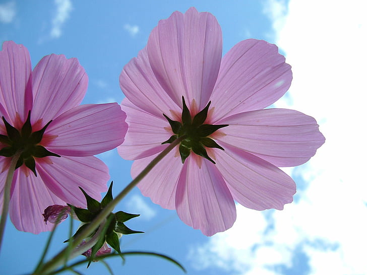 low-angle photography of pink Cosmos flowers at daytime, reach the sky