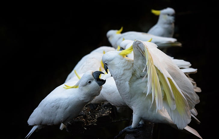 Birds, Cockatoo, Sulphur-crested Cockatoo