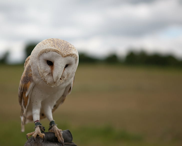 brown and white owl closeup photography, Barn Owl, tawny  owl, HD wallpaper