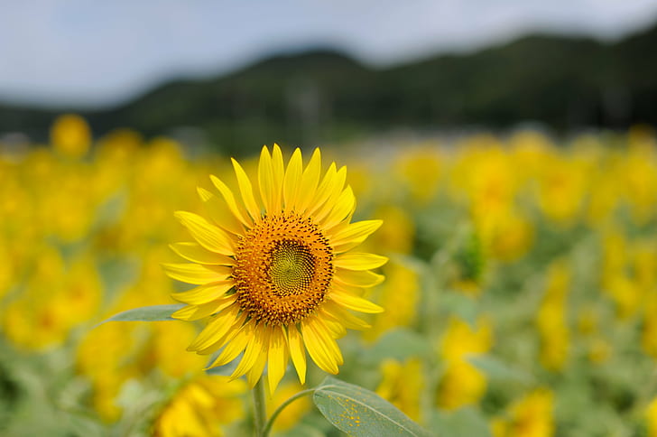 shallow focus photography of sunflower in sunflower field, ひまわり, HD wallpaper