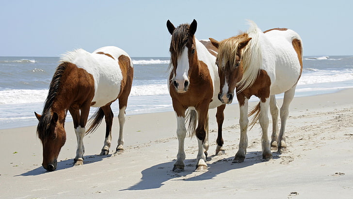 pony, pinto ponies, virginia, maryland, united states, national wildlife refuge