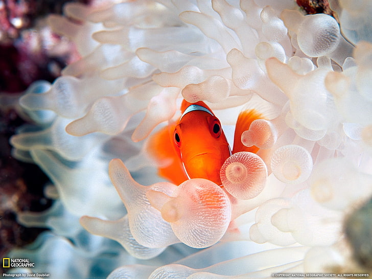 orange and white ceramic flower decors, National Geographic, sea anemones