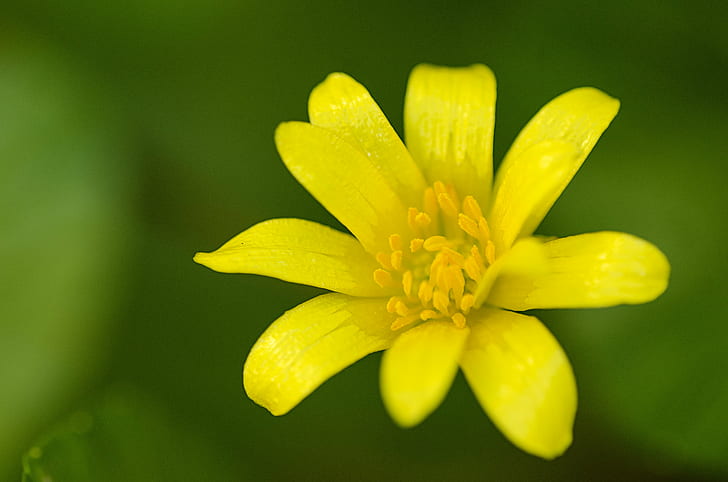 yellow petaled flower, Margarita, macro, Sigma, Nikon D7000, flickr, HD wallpaper
