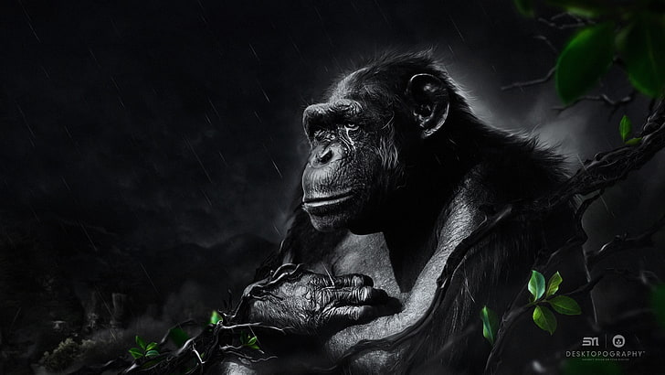 black monkey, Desktopography, animals, rain, apes, digital art, HD wallpaper
