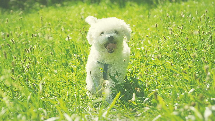 cute maltese puppy dog, one animal, animal themes, mammal, grass, HD wallpaper